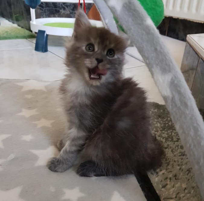 41811688_994056994136000_3008781533247963136_n