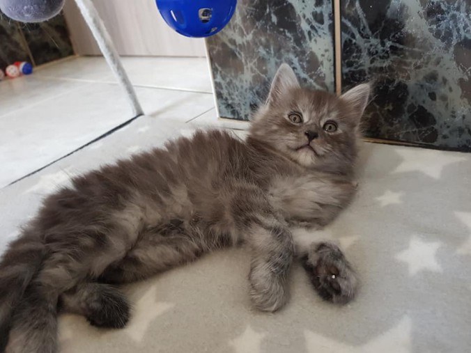 41931281_995472837327749_9081908531522699264_n