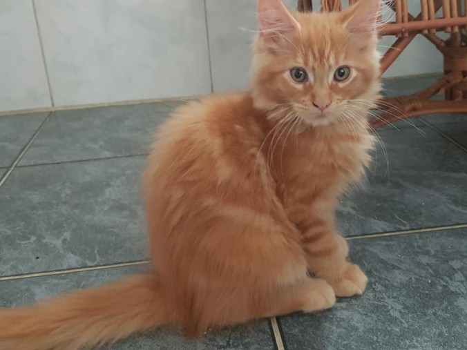 42108791_996166617258371_4022272568177197056_n