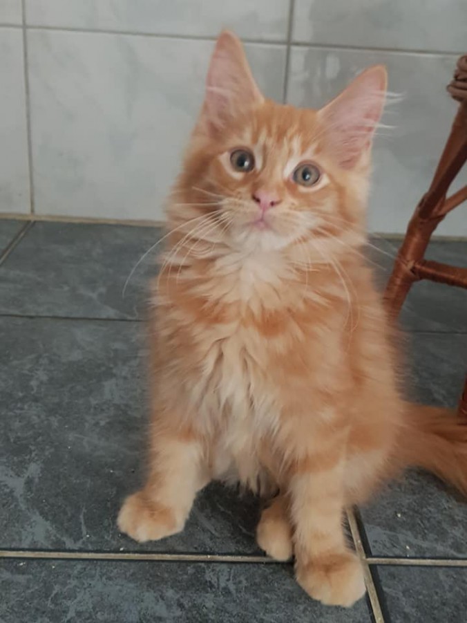 42151252_996166587258374_5615725020044066816_n