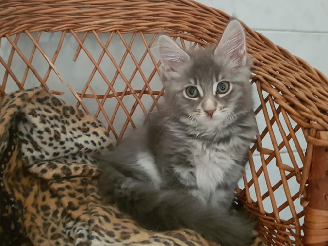 42161682_996167927258240_1963695430399164416_n