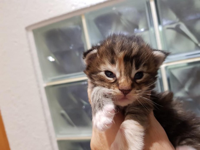 42392454_1016635638544802_4629406898871861248_n