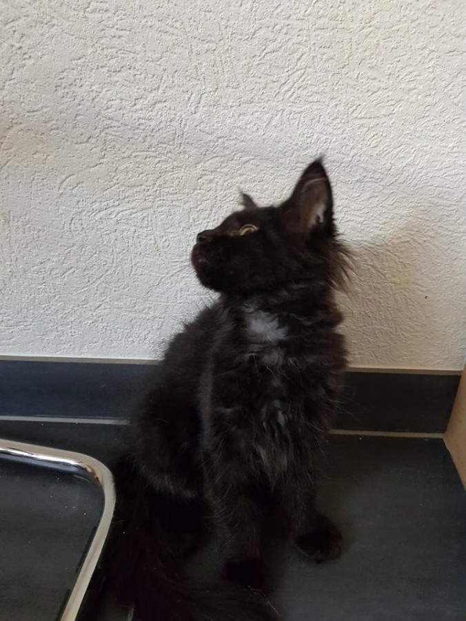 42443990_998823326992700_7206303443005210624_n