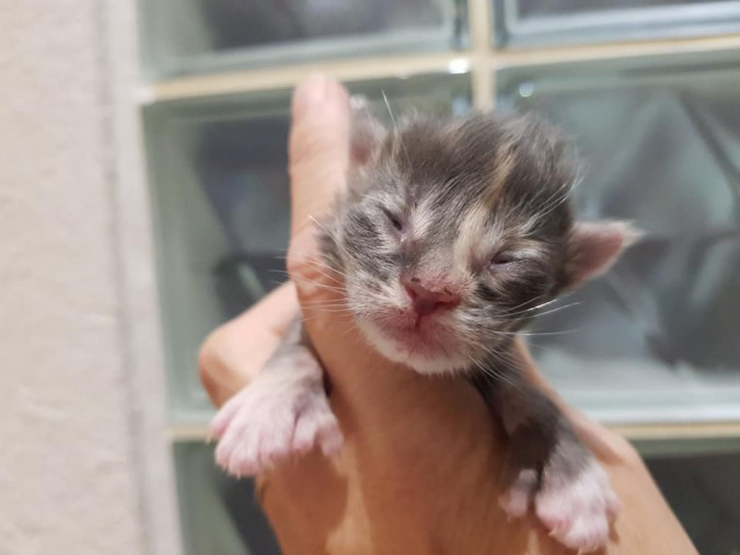 44075893_10215666400587122_6540467788526387200_n