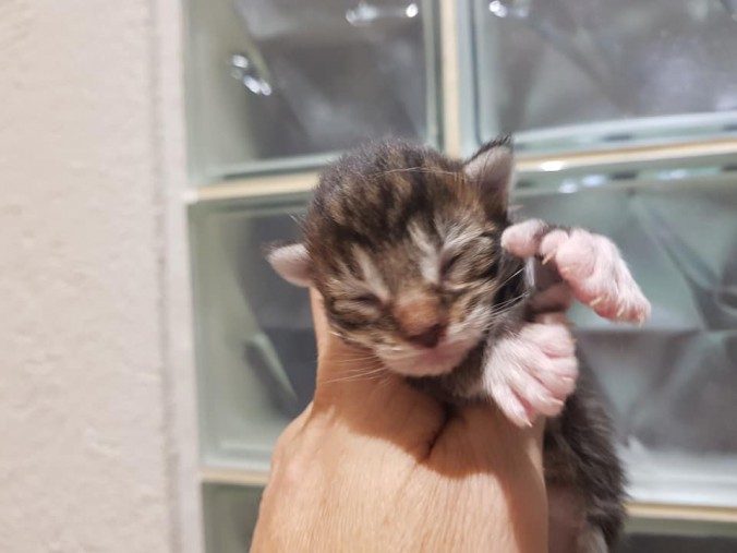 44096315_10215666396067009_7021254673977835520_n