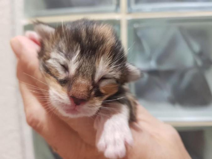 44140271_10215666401947156_462267931363901440_n