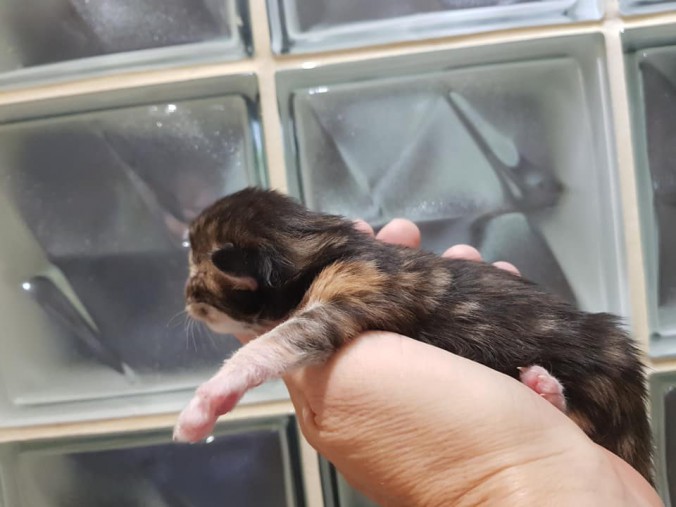 44146362_10215666403227188_7818990410499358720_n