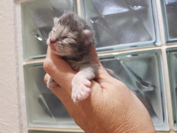 44166136_10215666394826978_159463992442486784_n