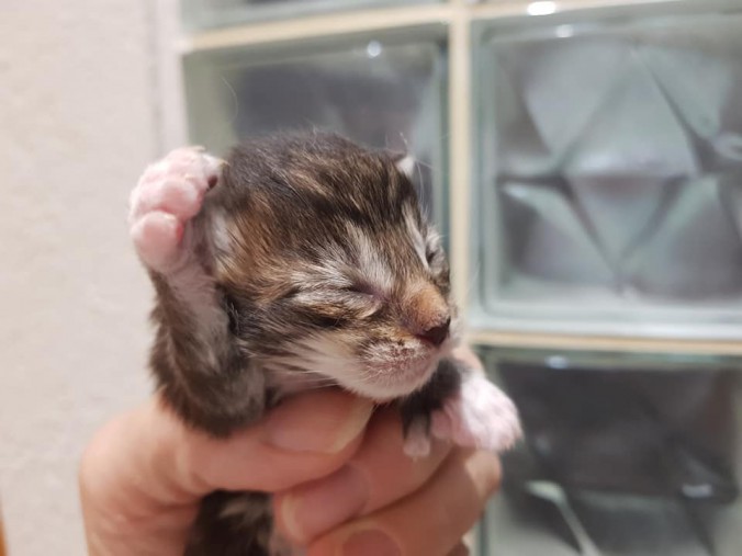 44186013_10215666396827028_7673793290096869376_n