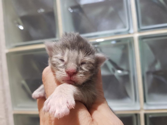 44209157_10215666395146986_6195442628868177920_n