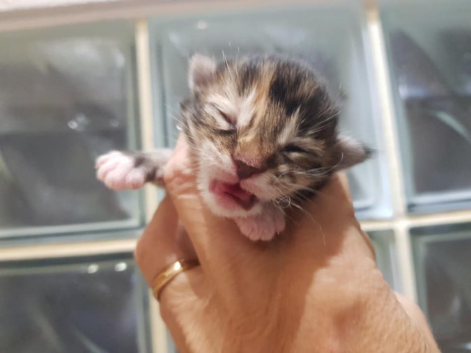 44232920_10215666402827178_8607157144568987648_n