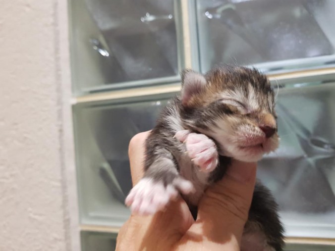 44236244_10215666395546996_4823948546350776320_n