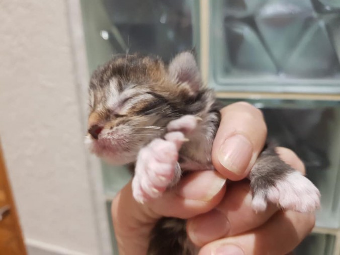 44237968_10215666398747076_5438063998492737536_n