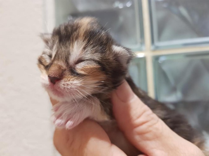 44247843_10215666401107135_6641018882800746496_n