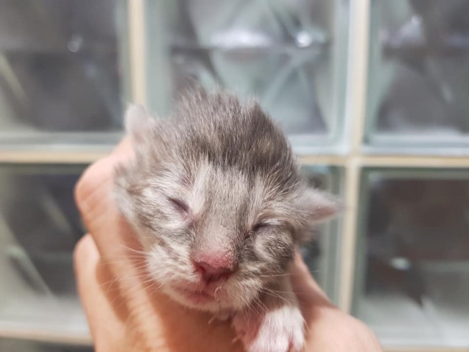 44253157_10215666393706950_4661143288395333632_n