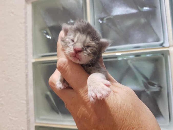 44265655_10215666394546971_6246001463458267136_n