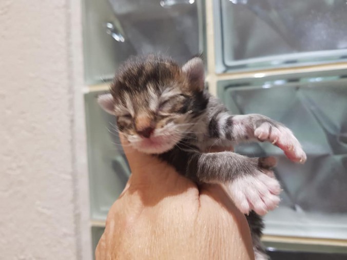 44269423_10215666396427018_734277676327501824_n