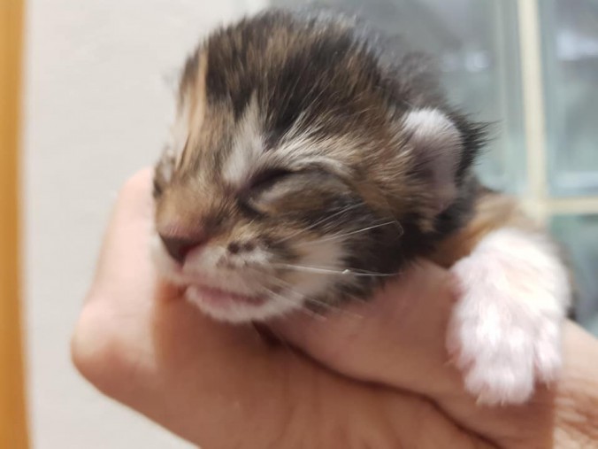 44274941_10215666402387167_1016704439265787904_n