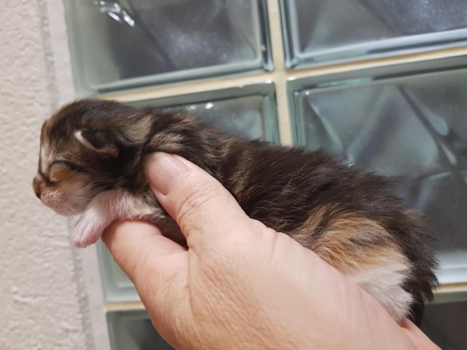 44330615_10215666401467144_6254020871774535680_n