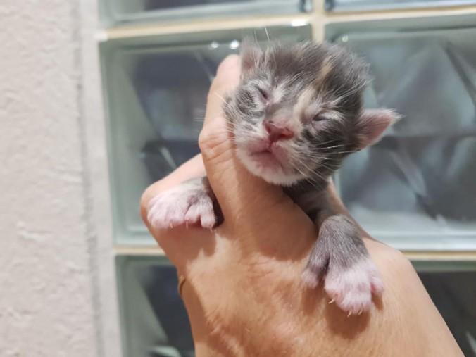 44334736_10215666400027108_5452654638052409344_n