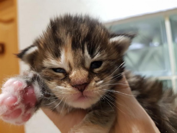 44813444_1016635608544805_7999840840404959232_n