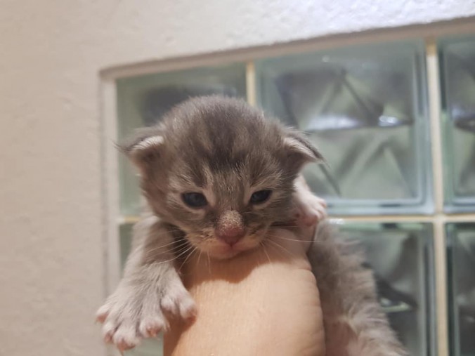 44852328_1016637015211331_4758166036971257856_n