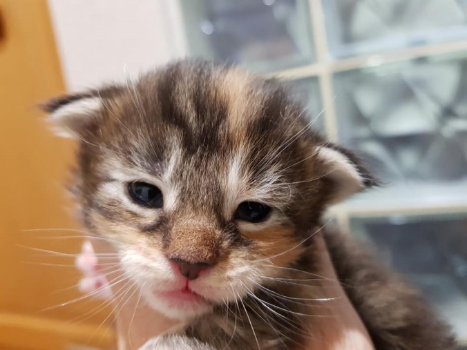 44863291_1016630688545297_3479496565771468800_n