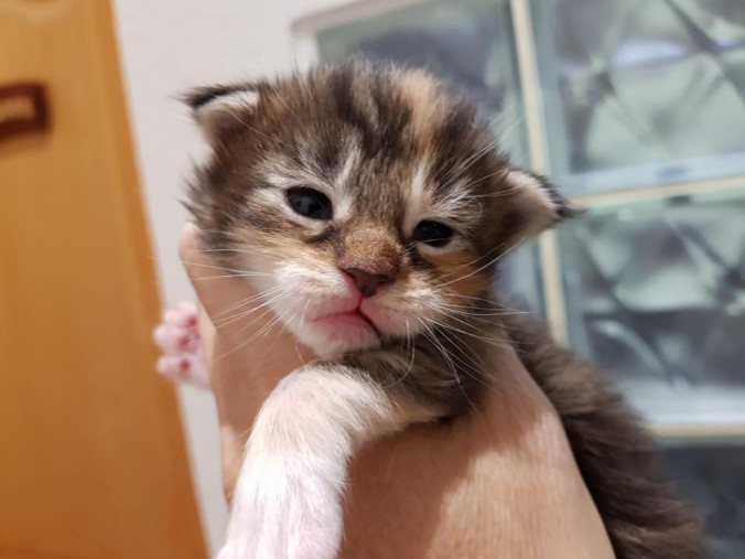 44929805_1016630635211969_4444744530872238080_n