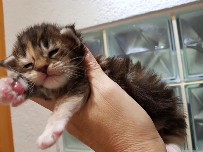 44929866_1016635561878143_5039039782684983296_n