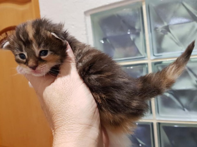 44944511_1016630728545293_410215874083946496_n