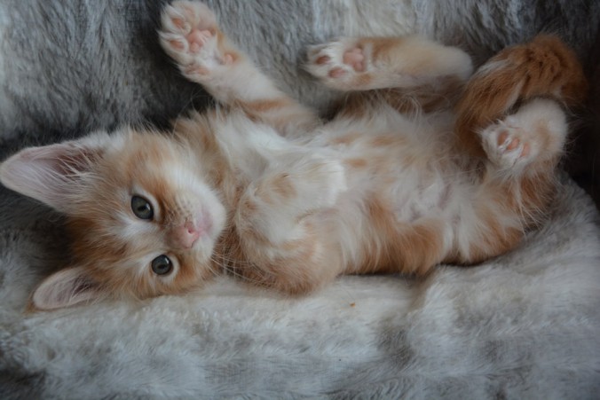 62145613_1158002141074817_5361300803925573632_n