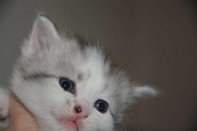 8350_517860085089029_2794094024512765329_n