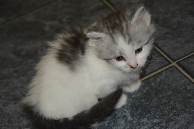 941063_517862761755428_8833491422460339298_n