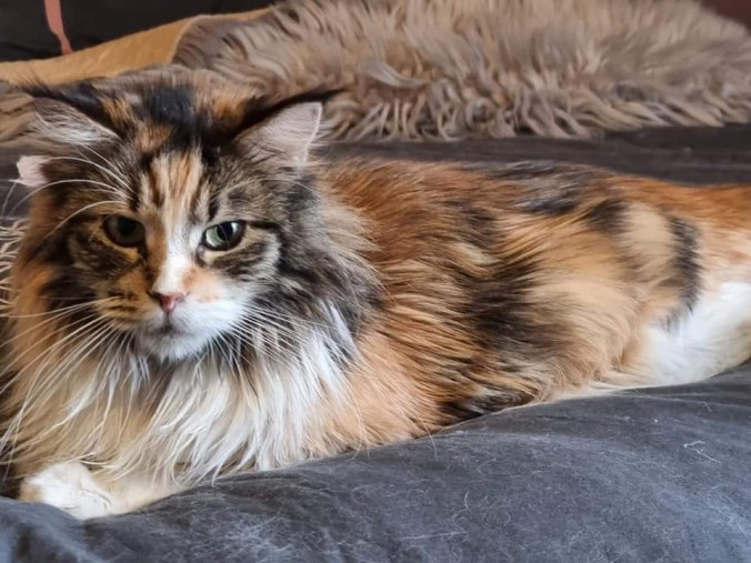 FB_IMG_1681928138908