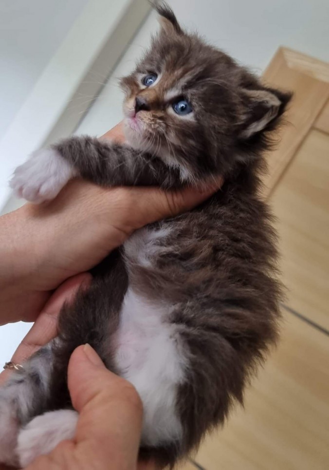 FB_IMG_1683293142350