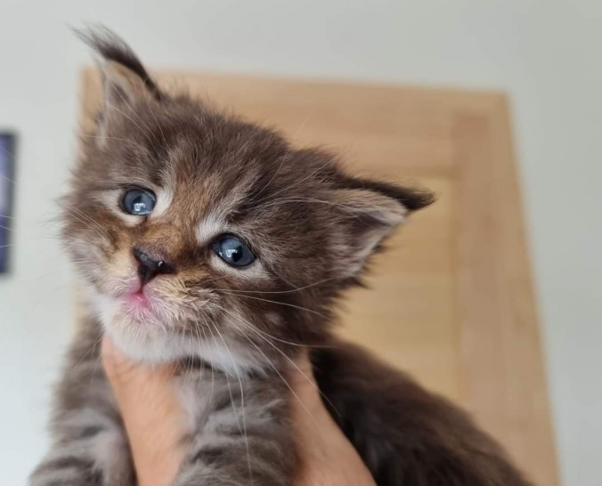 FB_IMG_1683293150558