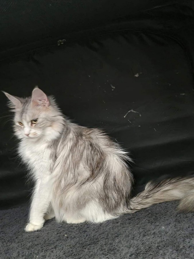 FB_IMG_1717876614373