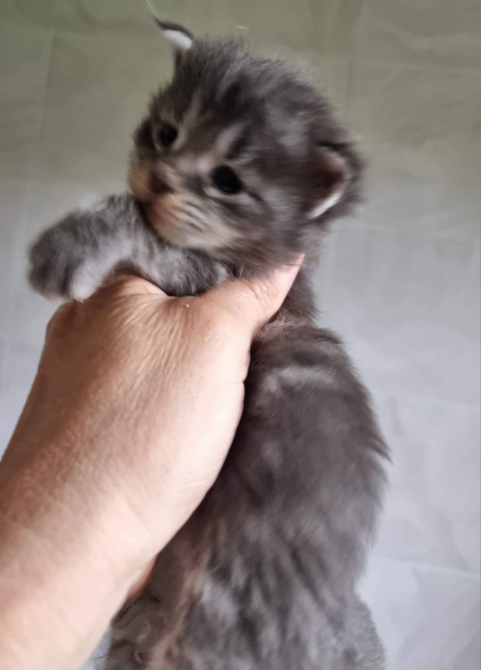 FB_IMG_1720022279436