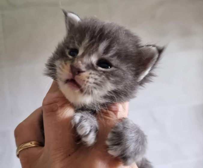 FB_IMG_1720022298188