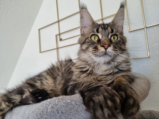 FB_IMG_1739130129866