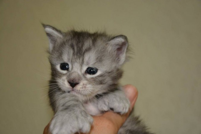 mogway