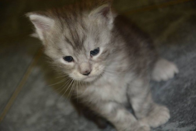 mogway1