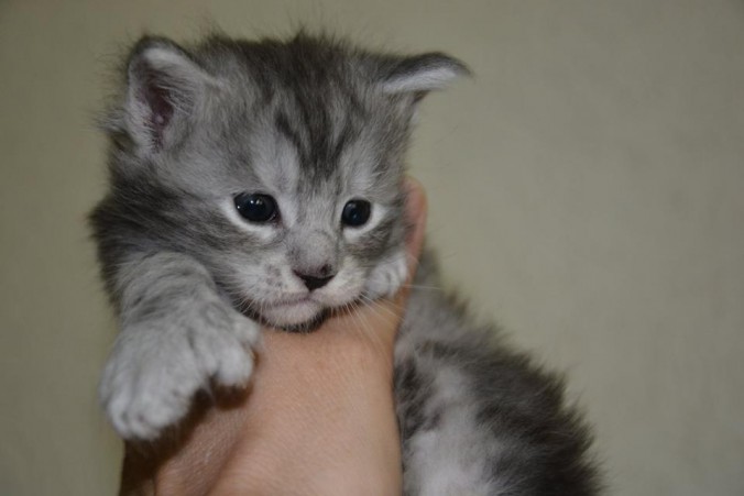 mogway2