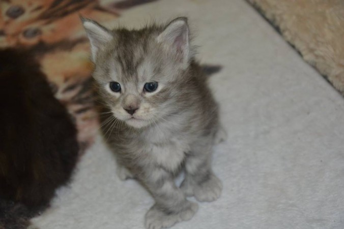 mogway3
