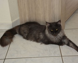 morticia3