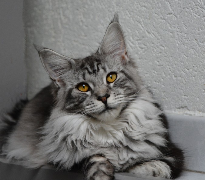 neli