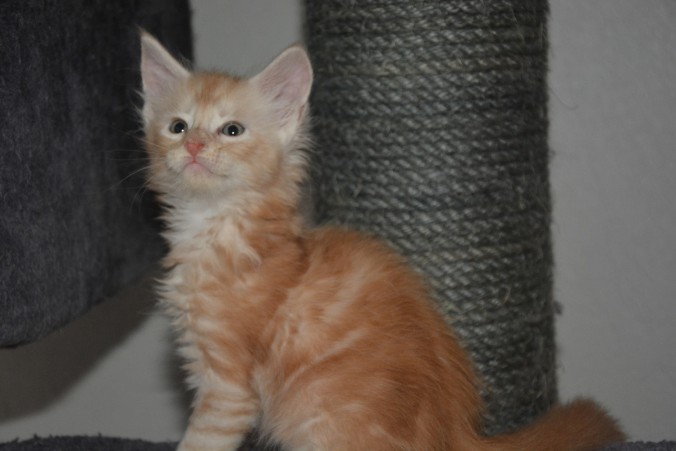 roux