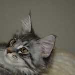 Mâle blue silver mackerel tabby