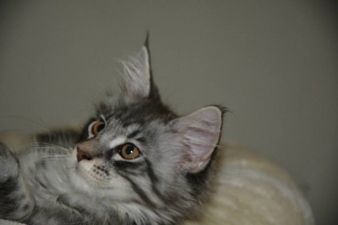 Mâle blue silver mackerel tabby
