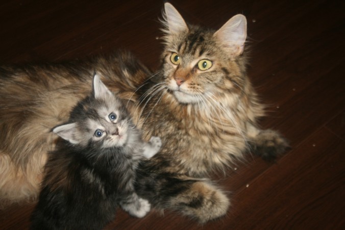 IMG_2039-676x451